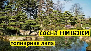 Как сформировать лапу сосны ниваки в топиарной форме. Сосна ниваки своими руками.