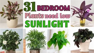 31 Air Purifying Bedroom Plants for good Sleep | Low Light Bedroom Plants | Plant and Planting