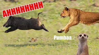 Nala chases Pumbaa in real life (fanmade)