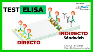 🟢 PRUEBA DE ELISA | QUE ES? EN QUE CONSISTE?  🧪🔬🤓