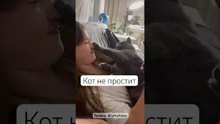 Кот дал отпор наглой хозяйке 😆