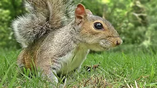 Videos for Cats to Watch - Squirrel Mania