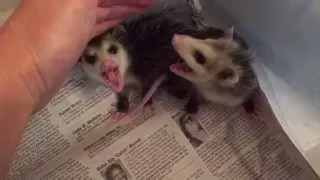 Growly baby opossums