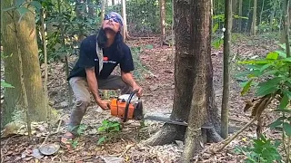 Complicated!! Cutting down trees in a lush garden - Stihl MS381