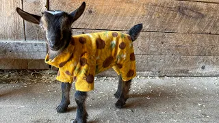 Baby goat pajama party!