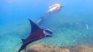 Swimming with gentle giants, The Yasawa Islands, Fiji Episode; 4