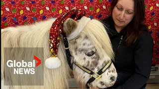 Max the miniature horse spreading holiday cheer in New Brunswick