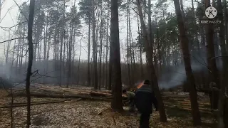 валка леса скандинавским способом