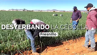 La ultima desyerbada de LAS CEBOLLAS