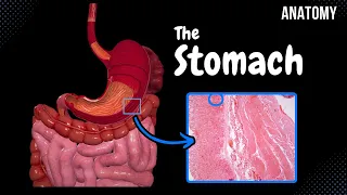 Stomach Anatomy (Topography, External Features, Parts, Layers)