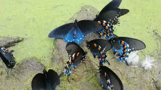 i found a flock of butterflies (´・ω・`) [which is called a "kaleidoscope" of butterflies]