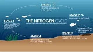 HOW TO: Cycle an Aquarium (Nitrogen Cycle)