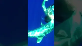 Un requin attaque un plongeur 🥶