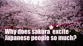 Why does sakura excite Japanese people so much?