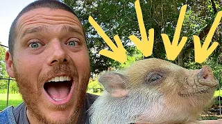 How to Train Your Pet Mini-Pig | Make Your Pig Calm & Friendly | Easy & Fast Swine Training Method