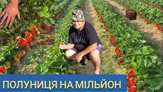 Сорти Полуниці на МІЛЬЙОН