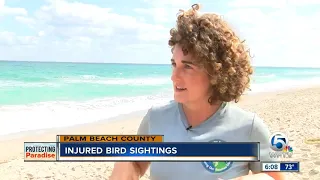 Injured bird sightings