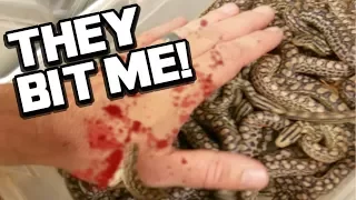 29 BABY SNAKES BITE ME!! LIVE BIRTH!! | BRIAN BARCZYK