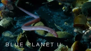 Brine pool of death - Blue Planet II: Episode 2 Preview - BBC One