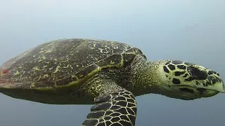 Filitheyo Turtle