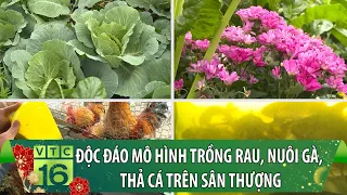 Độc đáo mô hình trồng rau, nuôi gà, thả cá trên sân thượng | VTC16