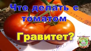 Что делать с томатом Гравитет?