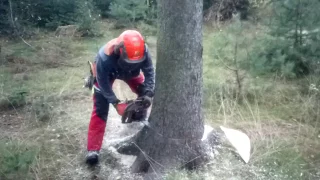 Complete tree processing with the Husqvarna 560 XP chain saw