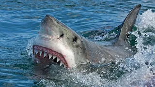 GREAT WHITE SHARK Caught off Fort Lauderdale Beach!