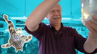 Wels Spezial - Aquarium Fisch Unboxing 📤