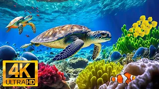 The Ocean 4K (ULTRA HD) - Relaxing Oceanscapes with Soothing Music - Coral Reefs & Colorful Sea Life