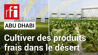 Emirats arabes unis : cultiver des produits frais... dans le désert ! • RFI