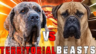 Fila Brasileiro vs Bullmastiff | Bullmastiff vs Fila Brasileiro | Powerful Guard Dog | Billa Boyka |