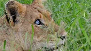 The Talamati Lions on the Trail of Buffalo | The Virtual Safari #148