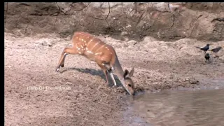 Crocodile hunts Impala  But Lucky! // Not easy to see these reptiles catch a meal