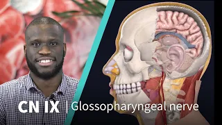 Anatomy Dissected: Cranial Nerve IX (glossopharyngeal nerve)