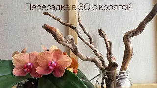 Эксперимент. Воткнула корягу в посадку. Закрытая система