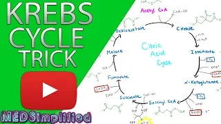 Krebs Cylcle Trick  How to remember krebs cycle FOREVER!!