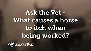 Ask the Vet - What causes a horse to itch when being worked?