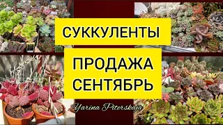 Суккуленты. Продажа.Сентябрь.