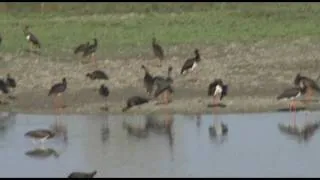 Black storks migration