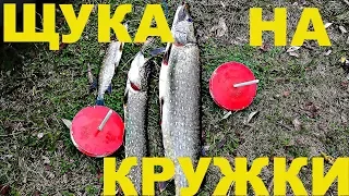 Ловля щуки на кружки...Осенний жор!Pike fishing on mugs...Autumn jor!