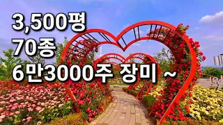 ☘️ Gyeonggi - Gimpo Hangang New Town Lake Park Rose Park | Rose Festival | Hotspot~