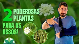 Melhore a saúde dos seus ossos com essas plantas!