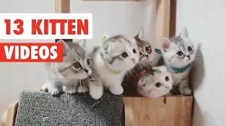 13 Funny Kittens | Funny Cat Video Compilation 2017