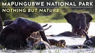 Nothing But Nature: Mapungubwe National Park (4K)