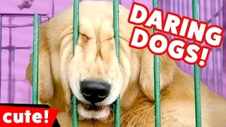 Daring Dogs and other Escaping Animals Weekly Compilation 2016 | Kyoot Animals