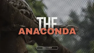 Anaconda The Silent Killer