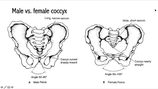 Coccydynia | Anatomy, Etiology & Treatment of the Vestigial Tailbone with Dr Emily Splichal