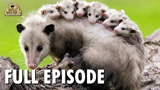 Wild America | S1 E1 'All-American Animals' | Full Episode | FANGS