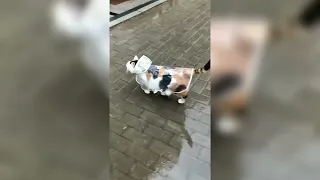 Cute cat walking in rain with rain coat⛈️